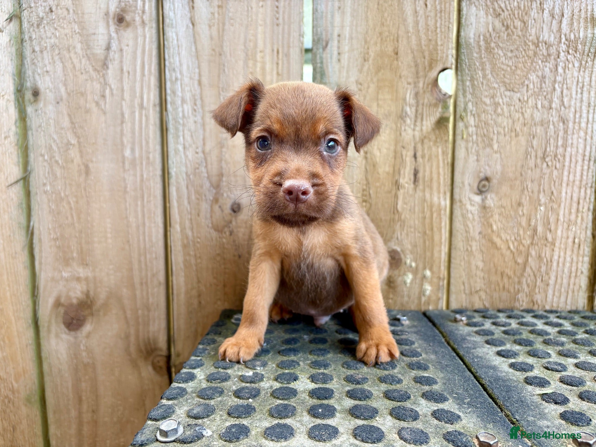 Patterdale Terrier dogs Quality Patterdale Pups Available  - Advert 2