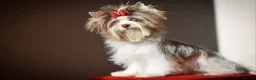 Yorkshire Terrier dogs for sale: DNA tested parents Biewer boy ready now - Advert 17