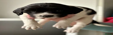 English Springer Spaniel 4