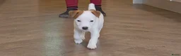 Jack Russell dogs for sale: Exquisite litter of Jack Russell Pups 🐾  - Advert 35