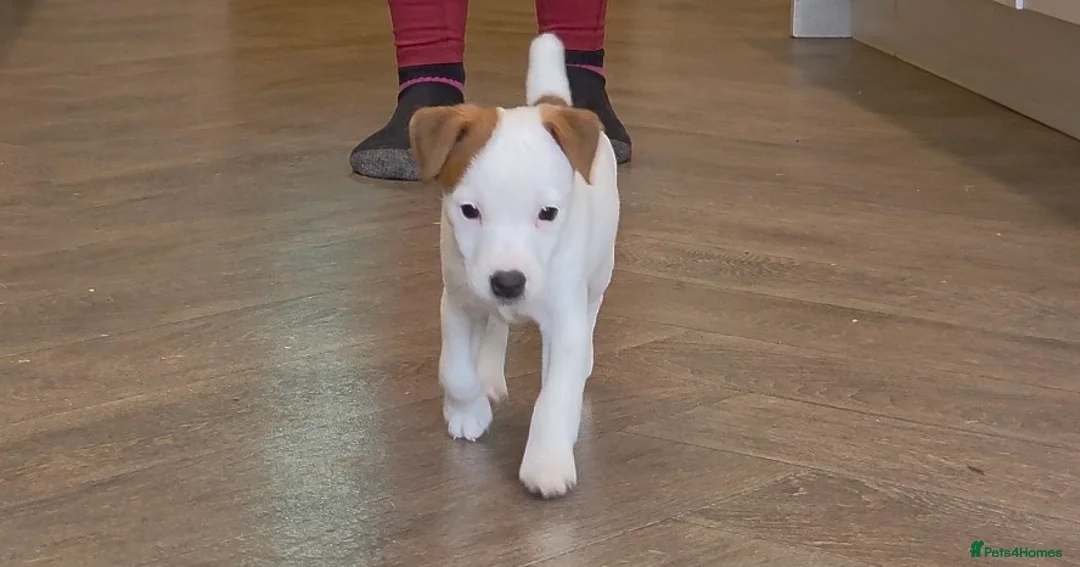 Jack Russell dogs for sale: Exquisite litter of Jack Russell Pups 🐾  - Advert 35