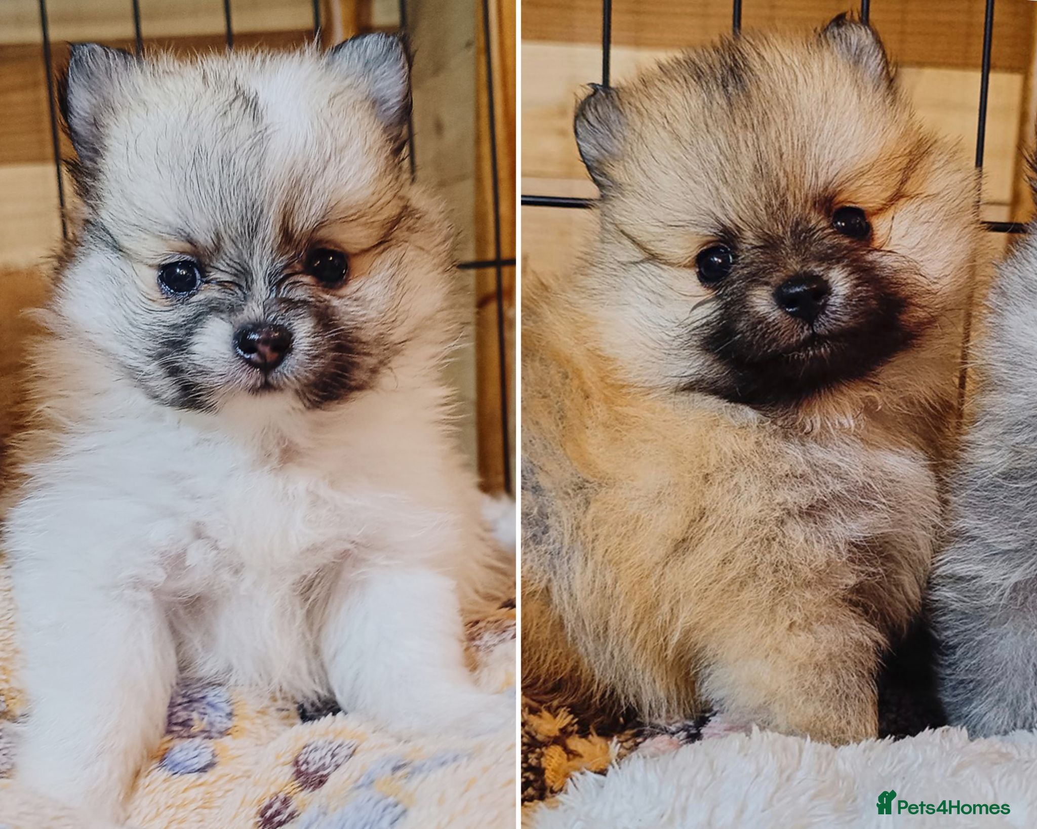 Pomeranian dogs Extra small KC reg pomeranian puppies - 4 girls  - Advert 4