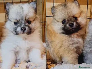 Pomeranian dogs 2 girls left - KC registered pomeranian puppies - Advert 2