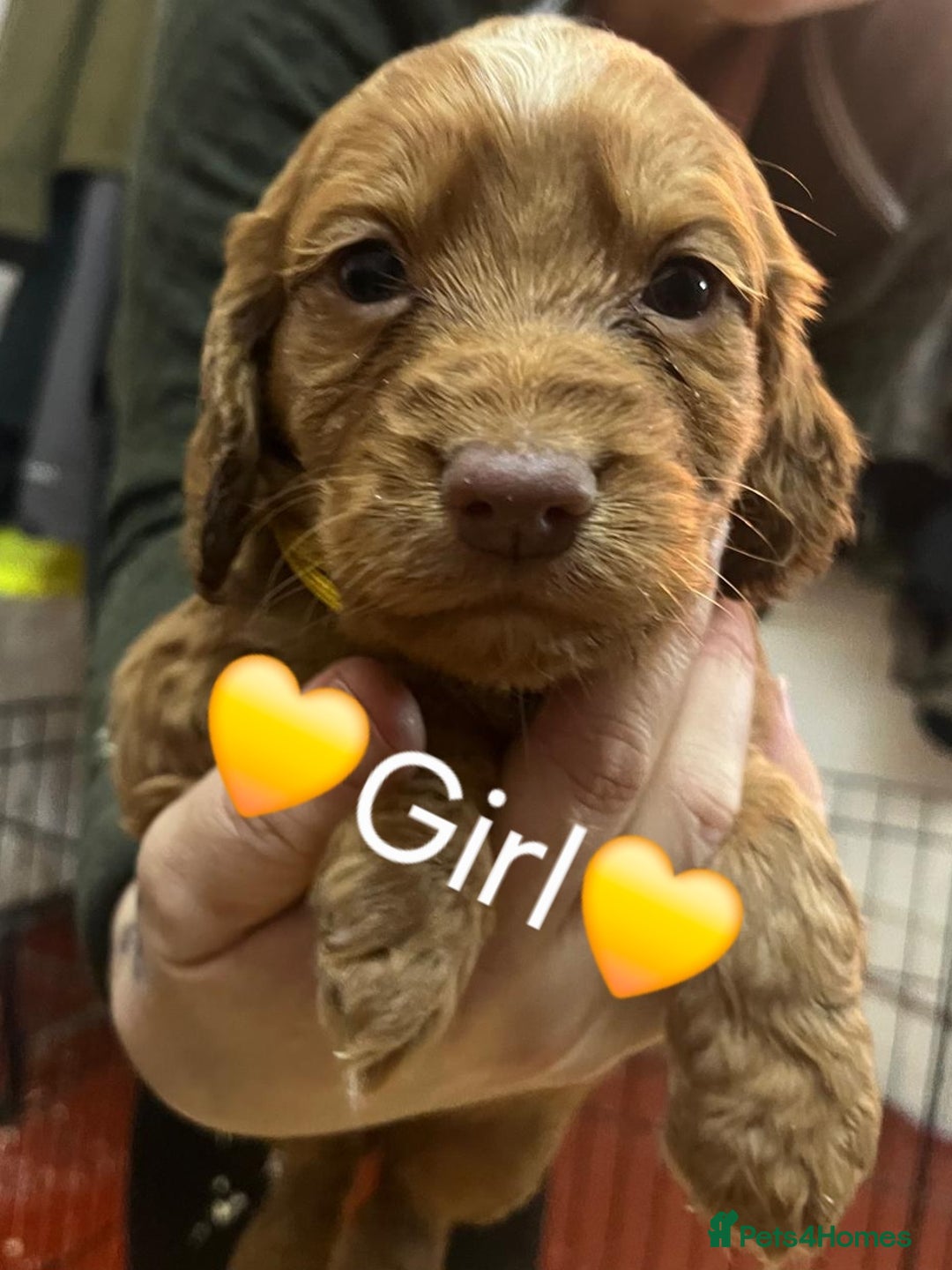 Cocker Spaniel dogs for sale: Gorgeous KC reg red cocker spaniel pups  - Advert 4
