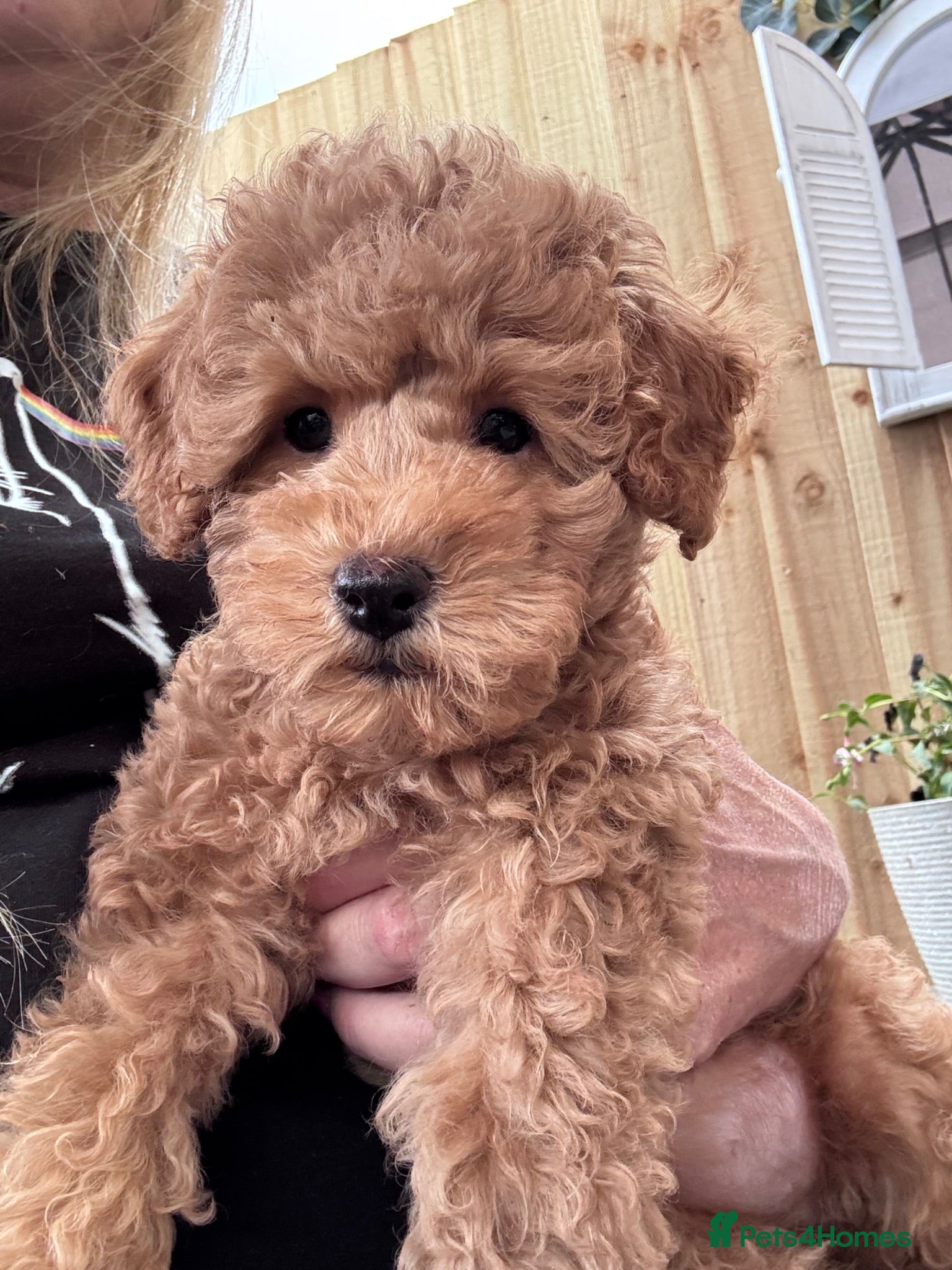 Mixed Breed dogs Mini poodle puppies absolutely stunning!  - Advert 13