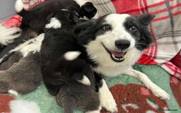 Border Collie dogs for sale: WINNING CRUFTS COMPETITORS. KC REG, HEALTH TESTED - Image 2