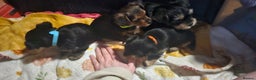 Mixed Breed dogs for sale:  **  yorkshire x full sized yorkshire terrier - Advert 8