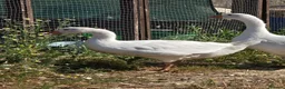Geese poultry for sale: Smooth Sebastopol male goslings - Advert 3