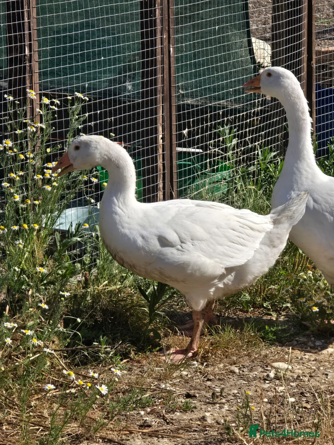 Geese poultry for sale: Smooth Sebastopol male goslings - Advert 3