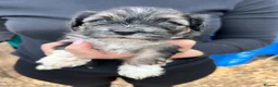 Lhasapoo dogs for sale: Lhasapoo puppys  - Advert 5