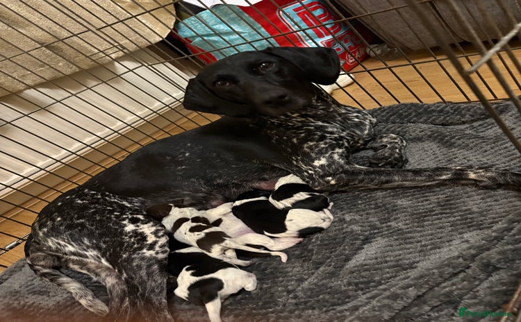 German Shorthaired Pointer dogs - Advert 1