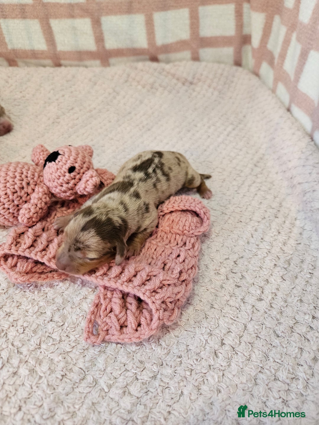 Miniature Dachshund dogs for sale: Stunning KC miniaturedachshunds KC - Advert 16