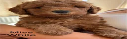 Cockapoo dogs for sale: STUNNING COCKAPOO PUPPYS EXTENSIVELY HEALTH TESTED - Advert 8