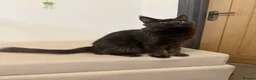 Maine Coon cats for sale: Pedigree GCCF Russian Kazakhstan import line - Advert 11