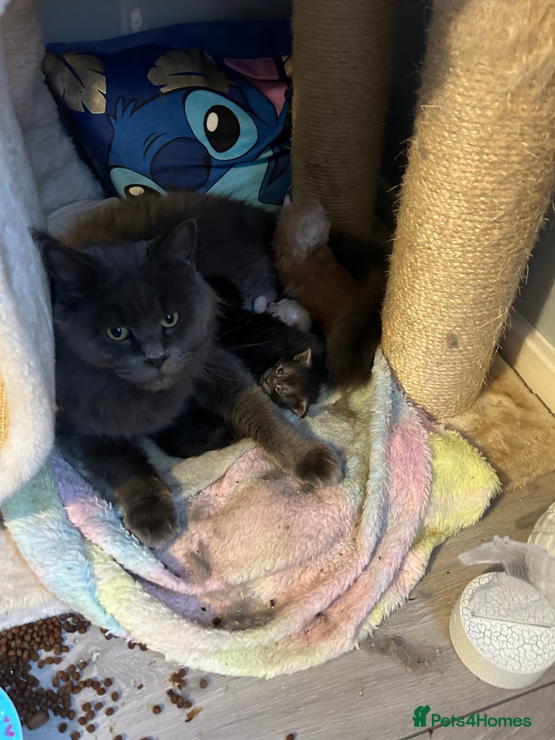 Maine Coon cats for sale: Active TICA GCCF Maine Coon Queen - Advert 16