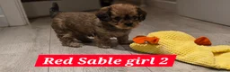 Cavapoo dogs for sale: Beautiful Cavapoo Puppies – Ready from 7th March - Advert 14