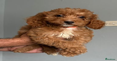 Cockapoo dogs - Advert 1
