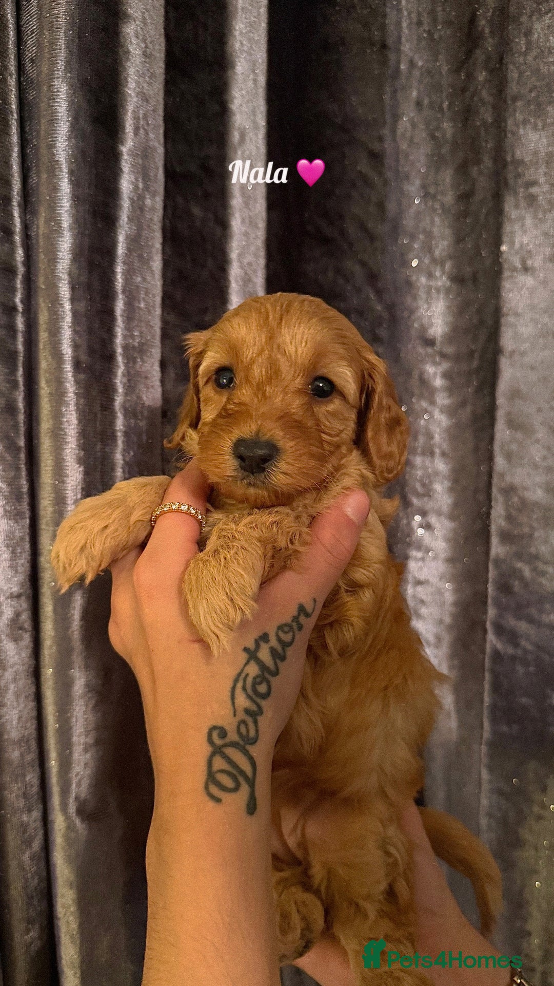 Cockapoo dogs for sale: F1 Cockapoo Puppies - Image 5