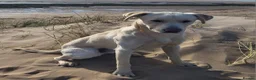 Sheprador dogs for sale: Sheprador puppys - Advert 9