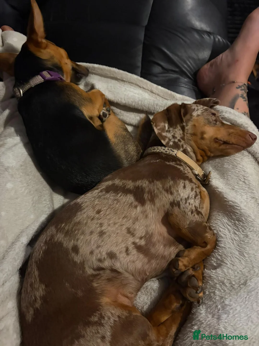Dachshund dogs for sale: Beautiful cookie please read description - Advert 2