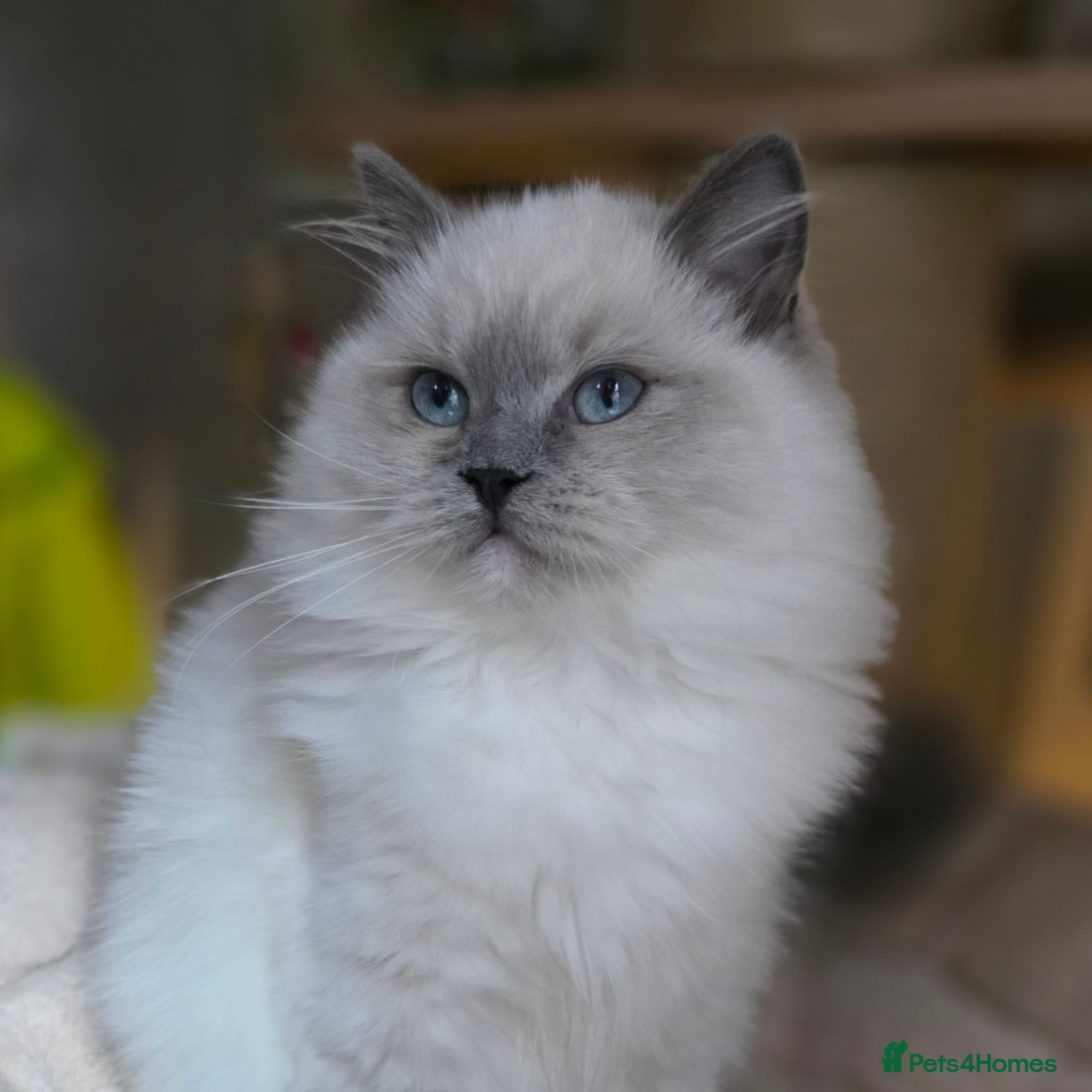 Ragdoll cats 🩷Amazing European Grand Champion lines🏆🥇 TICA💙 - Advert 13