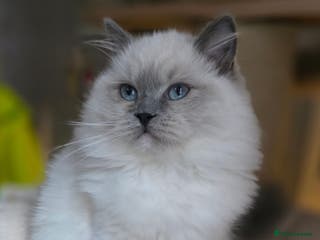 Ragdoll cats 🩷Amazing European Grand Champion lines🏆🥇 TICA💙 - Advert 7