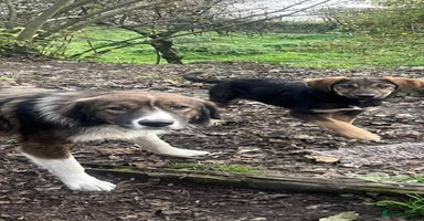 Mixed Breed dogs Meet Ruby and Rosie !  - Advert 1