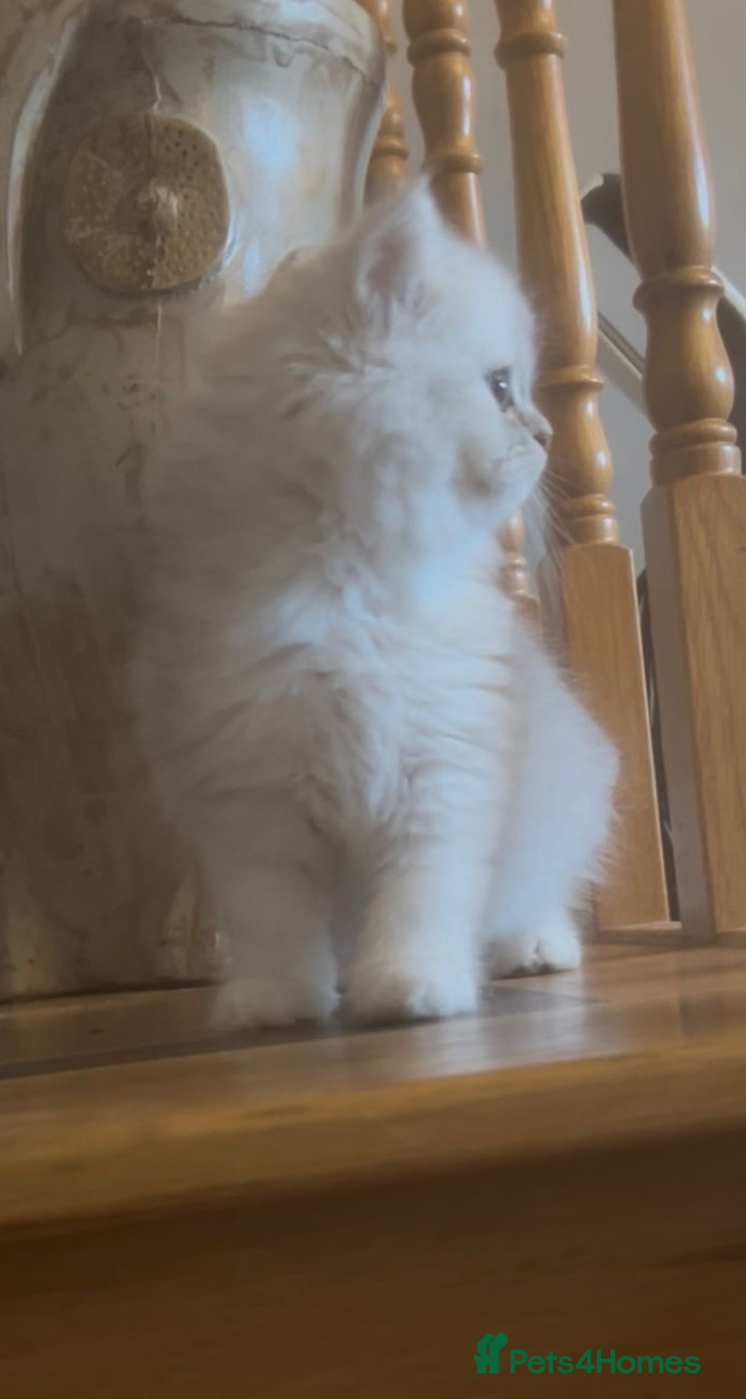 Persian cats for sale: 3 male Persian x chinchilla kittens  - Image 4