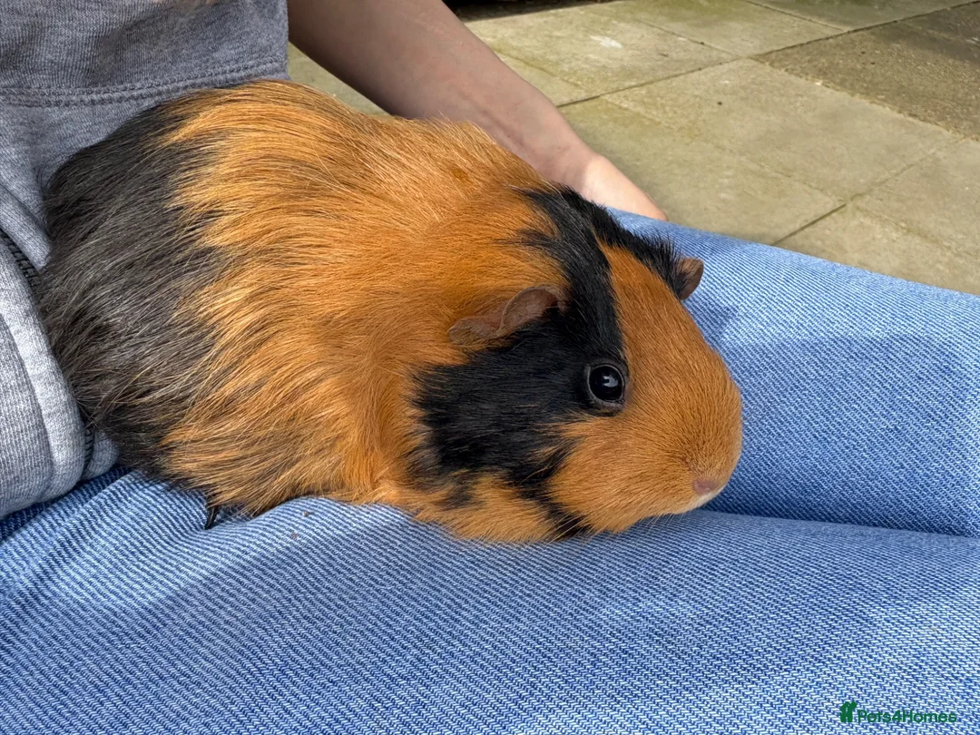 Guinea Pig rodents for sale: Female Guinea Pig  - Advert 2