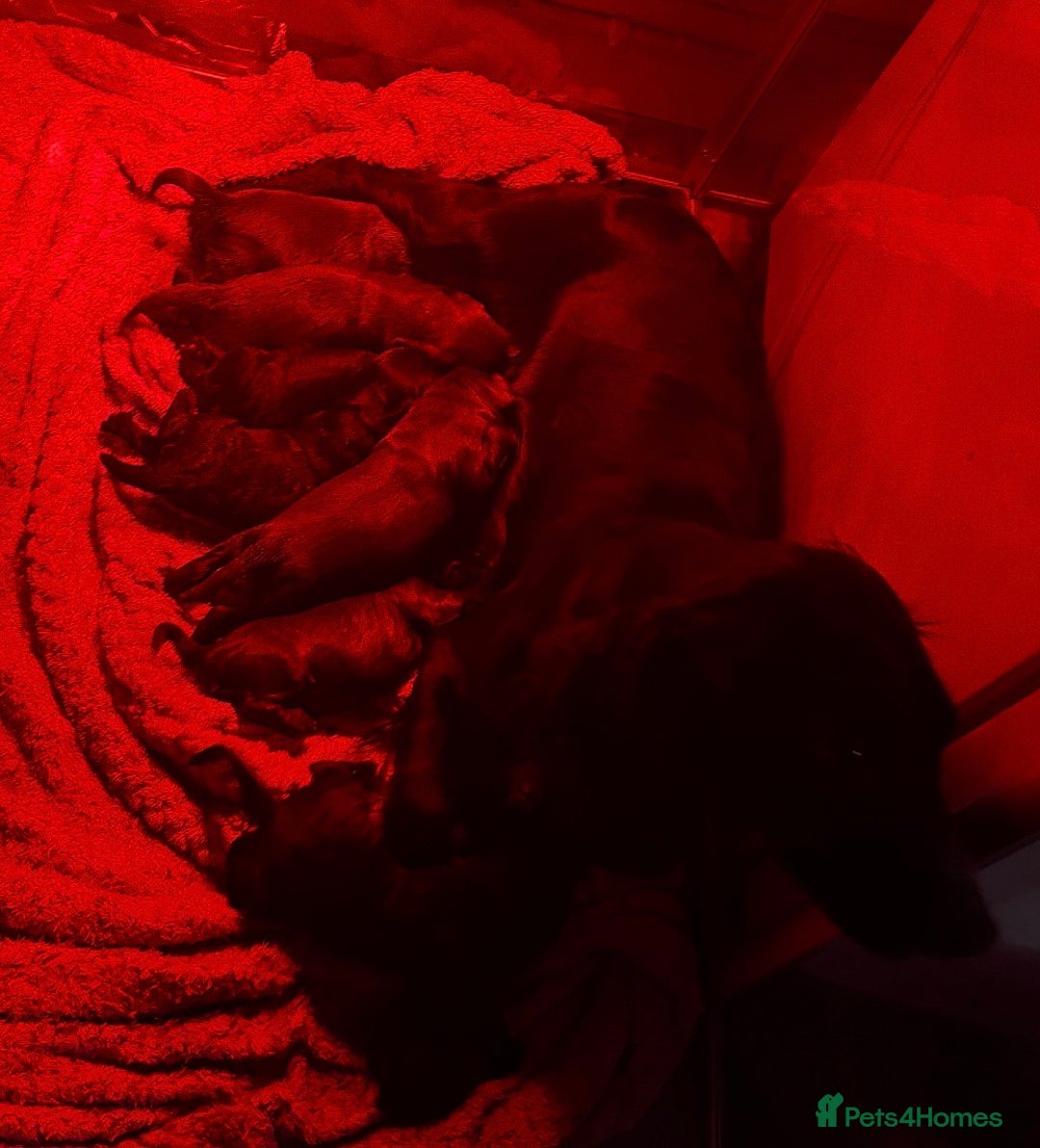 Cockapoo dogs for sale: Adorable F1B Cockapoos❤️💙 🐾 - Advert 2