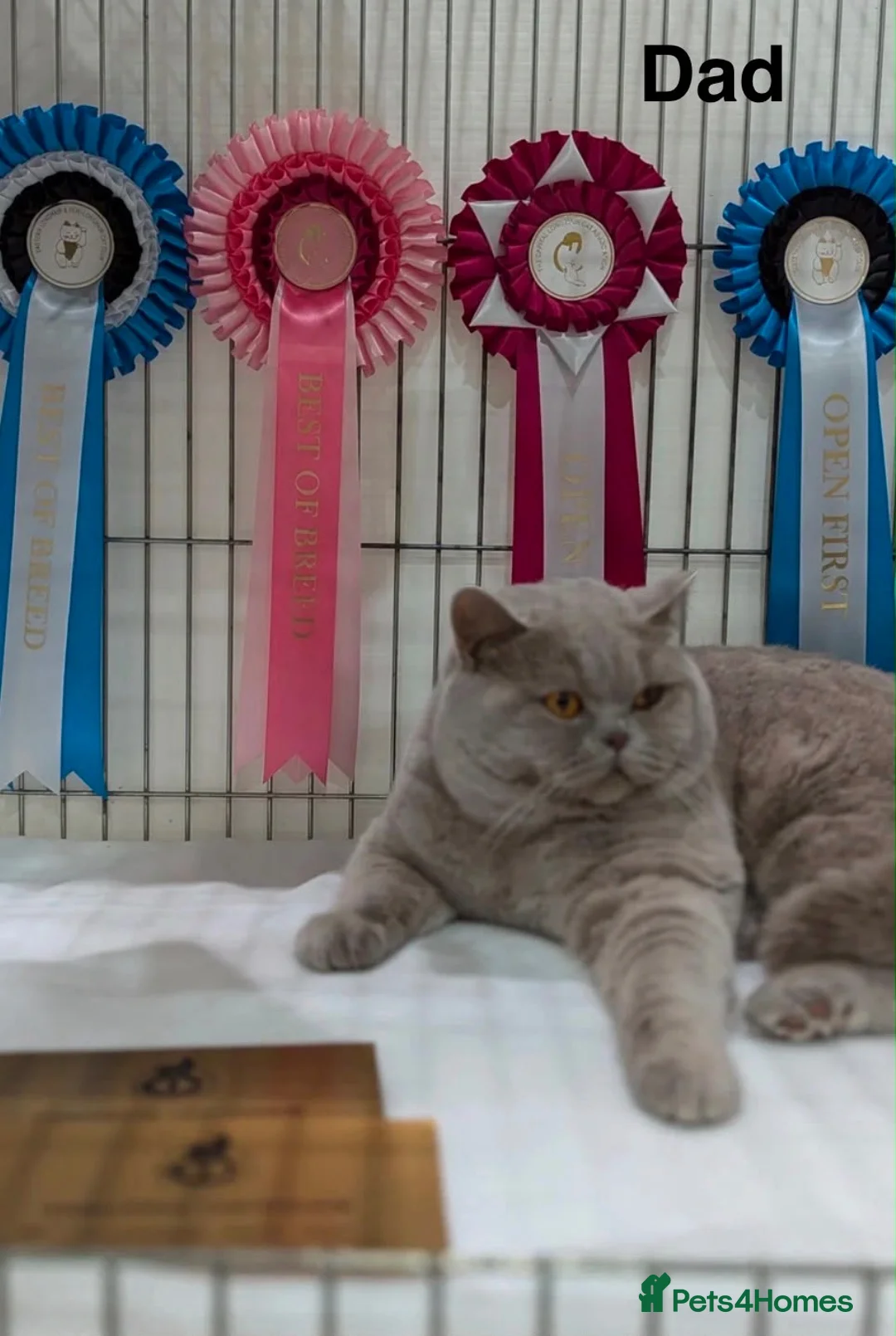 British Shorthair cats for sale: British shorthair kittens, champion bloodline,GCCF - Advert 2