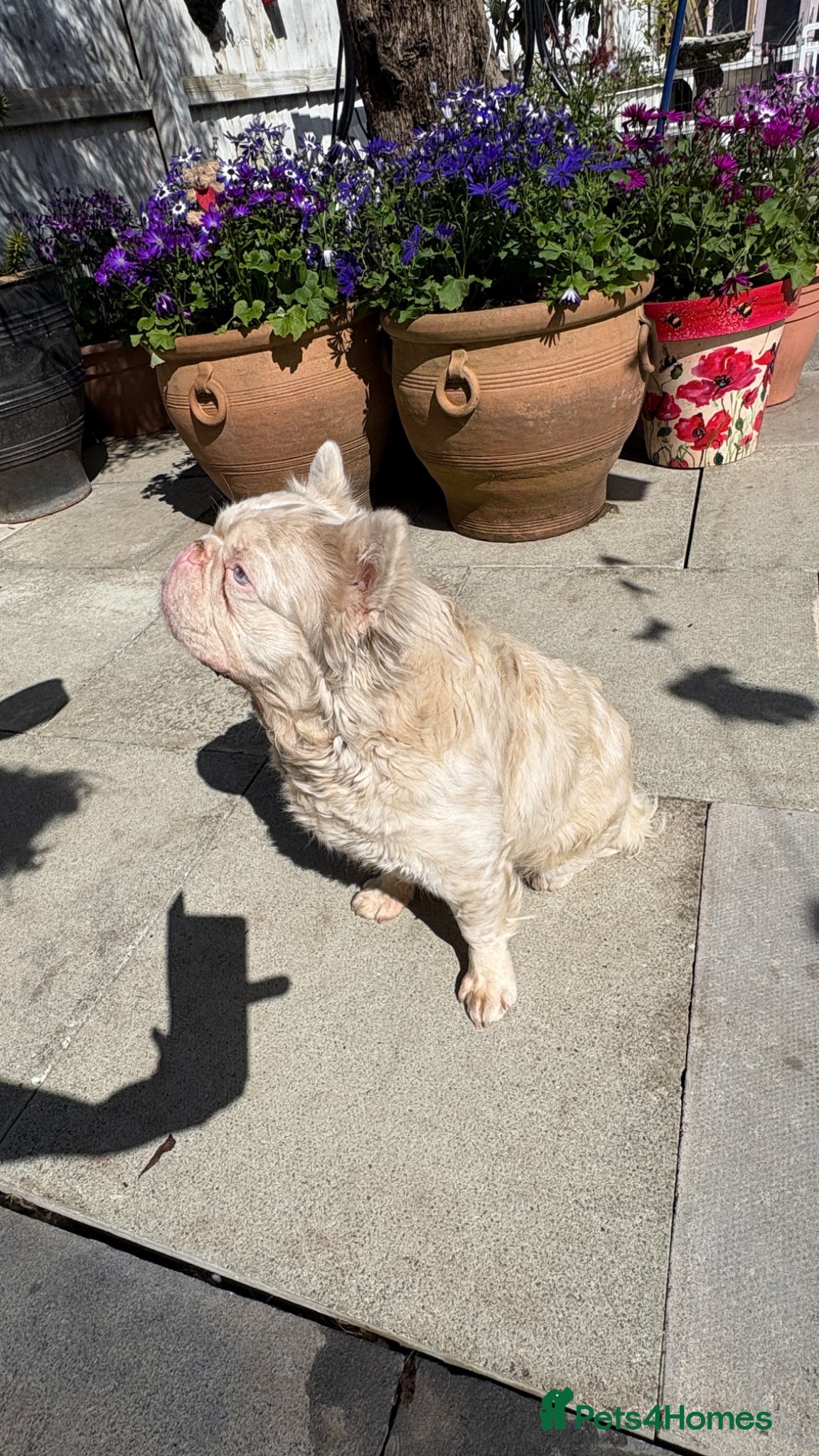 French Bulldog dogs 🩷 PINK FLUFFY STUD🩷 - Advert 20