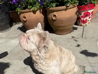 French Bulldog dogs 🩷 PINK FLUFFY STUD🩷 - Advert 20