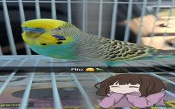 Budgerigars birds for sale: 2 budgies for sale - Image 1