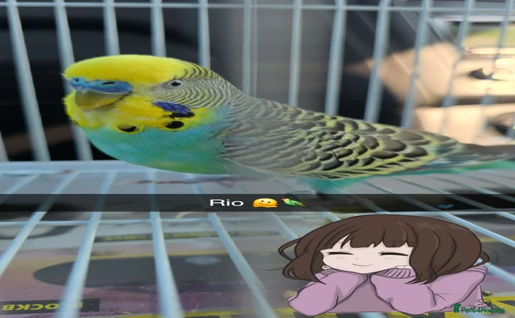 Budgerigars birds - Advert 1