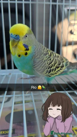 Budgerigars birds - Advert 3