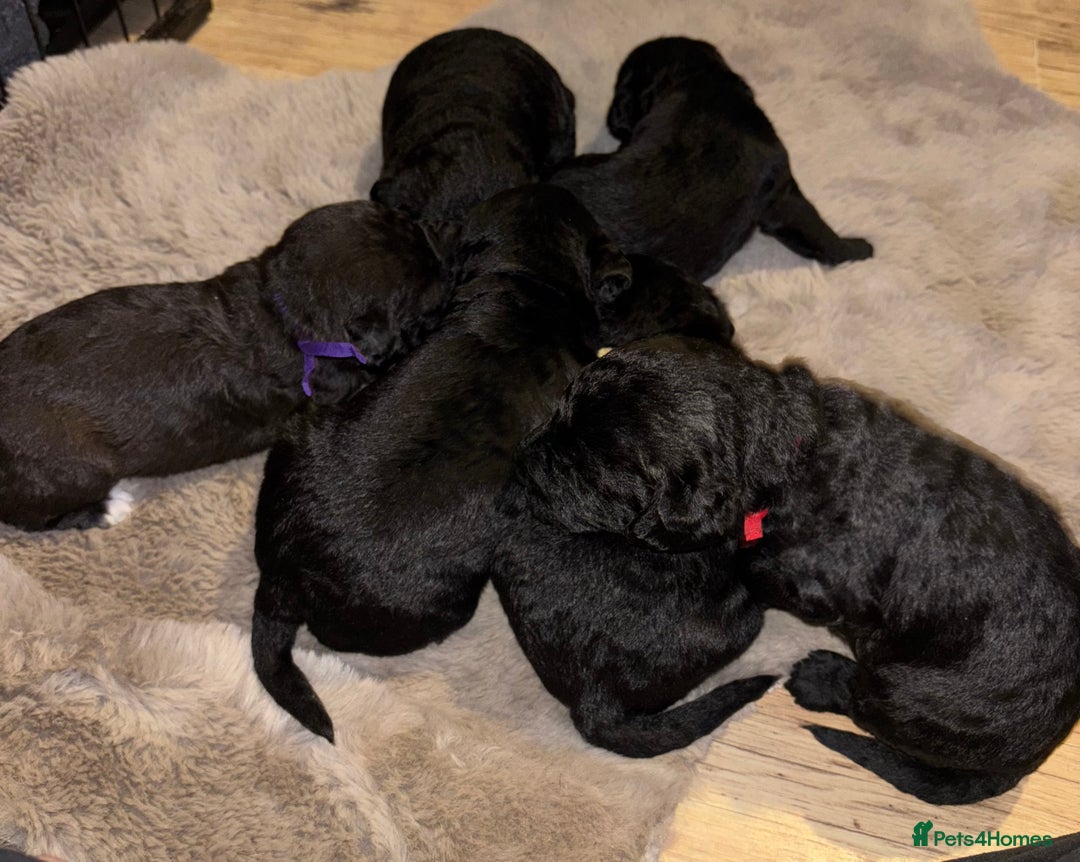 Mixed Breed dogs for sale: 3/4 bedlington  - Image 4