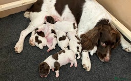 English Springer Spaniel dogs for sale: English Springer Spaniel puppies (2 lovely boys) - Image 1