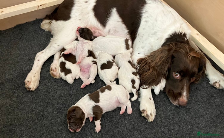 English Springer Spaniel dogs - Advert 3