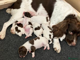 English Springer Spaniel dogs - Advert 8