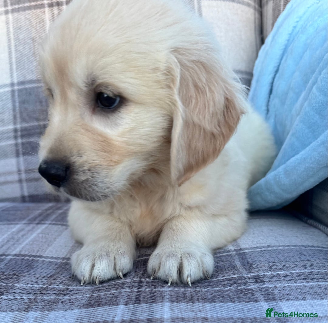 Golden Retriever dogs for sale: QUALITY GOLDEN RETREIVER PUPPIES - Image 4