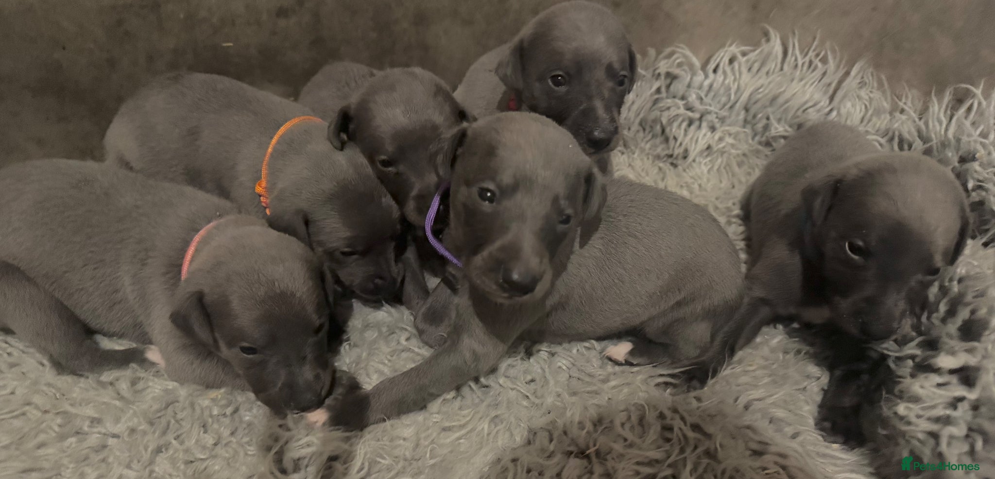 Whippet dogs for sale: 💙 Stunning KC Registered Blue Whippet Puppies  - Advert 6