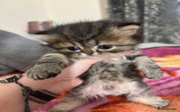 Persian cats for sale: 3 persian chinchillas 1 male 2 females - Image 4