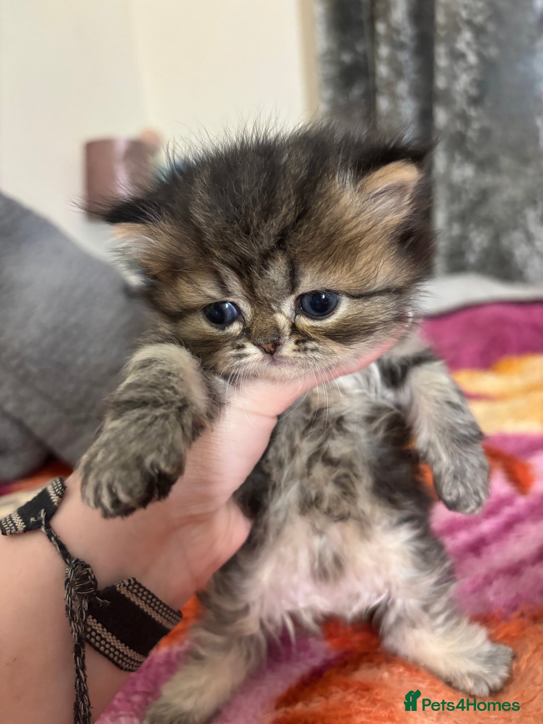 Persian cats for sale: 3 persian chinchillas 1 male 2 females - Image 4