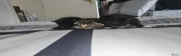 European cats for sale: Adorable Kittens Looking for Forever Homes 🐱❤️ in London - Advert 6