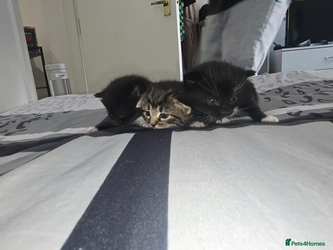 European cats for sale: Adorable Kittens Looking for Forever Homes 🐱❤️ in London - Advert 6