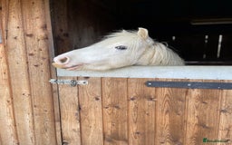 Other Breed horses for sale: 4 year old mini cob gelding  - Image 6