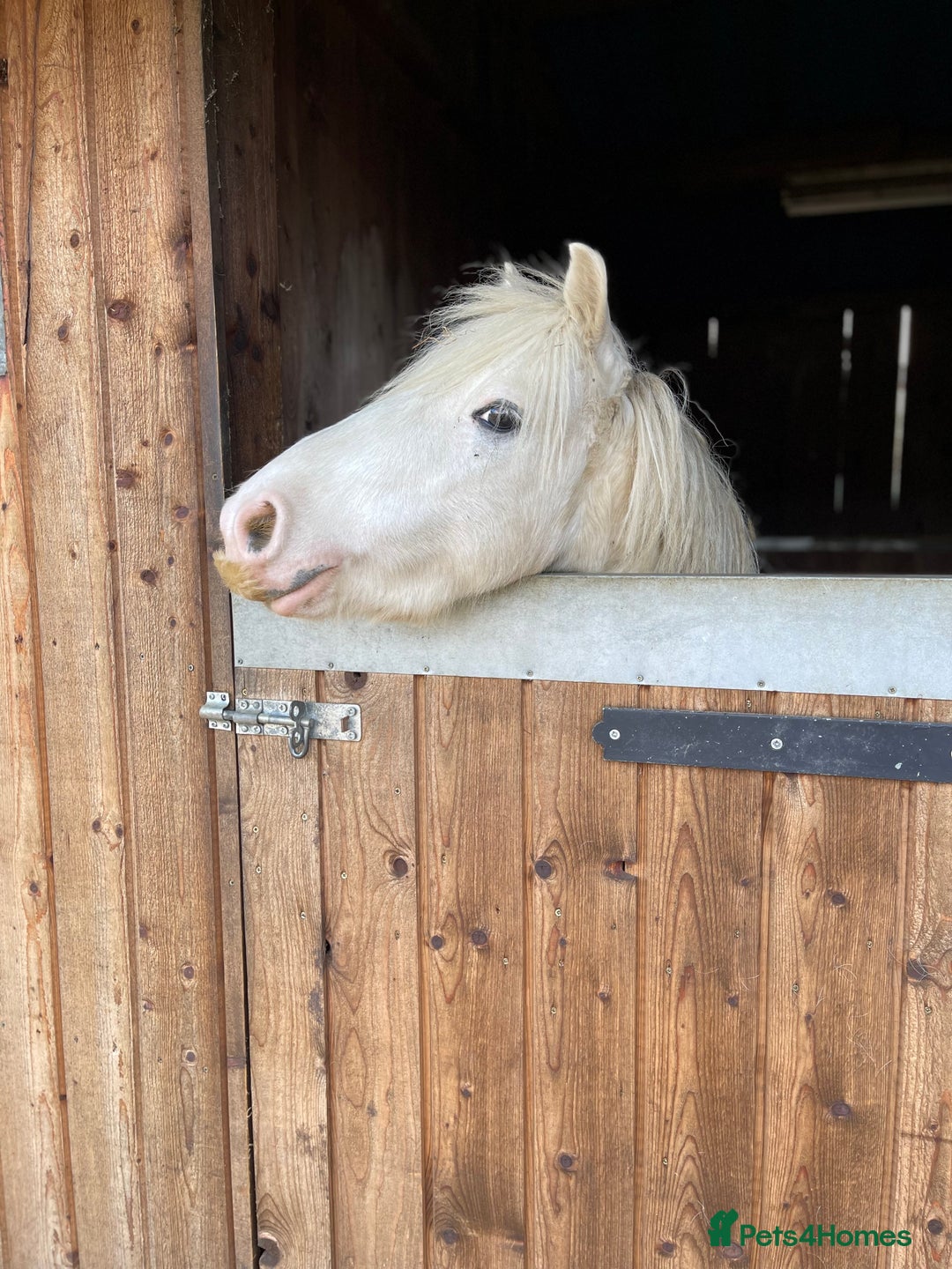 Other Breed horses for sale: 4 year old mini cob gelding  - Image 6