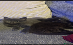Maine Coon cats for sale: 5 beautiful maine coones  - Image 32