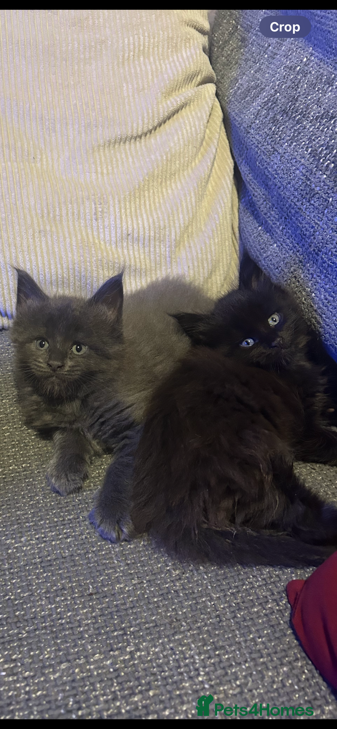 Maine Coon cats for sale: 5 beautiful maine coones  - Image 32